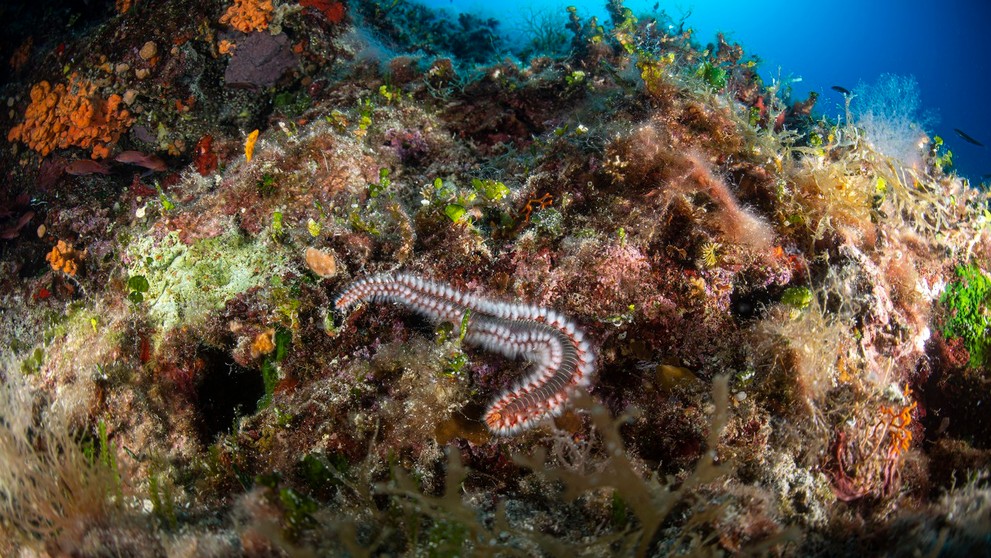 Ohnivý červ - Hermodice carunculata