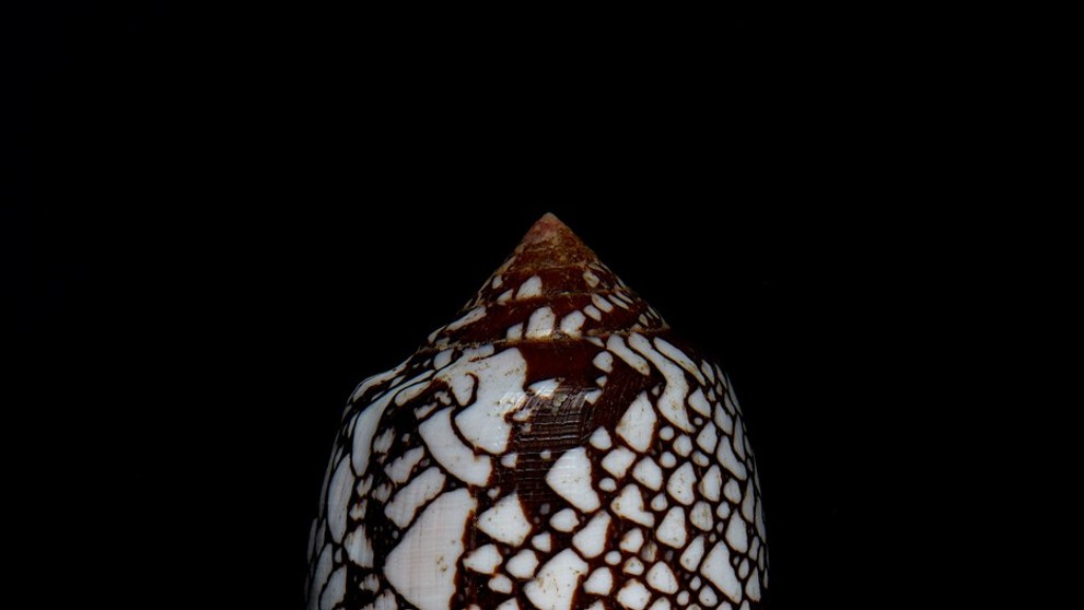 homolica kniežacia (lat. conus aulicus)