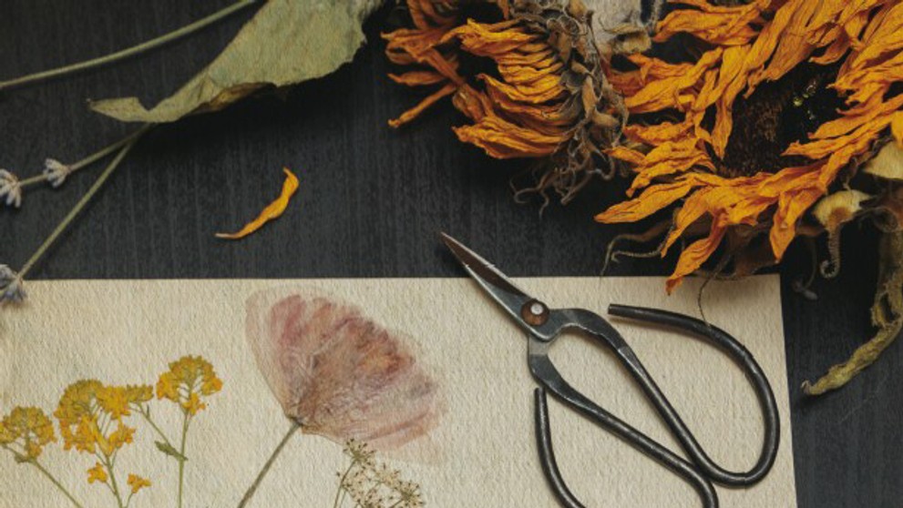 Z knihy Herbár od Miriam Latečkovej.