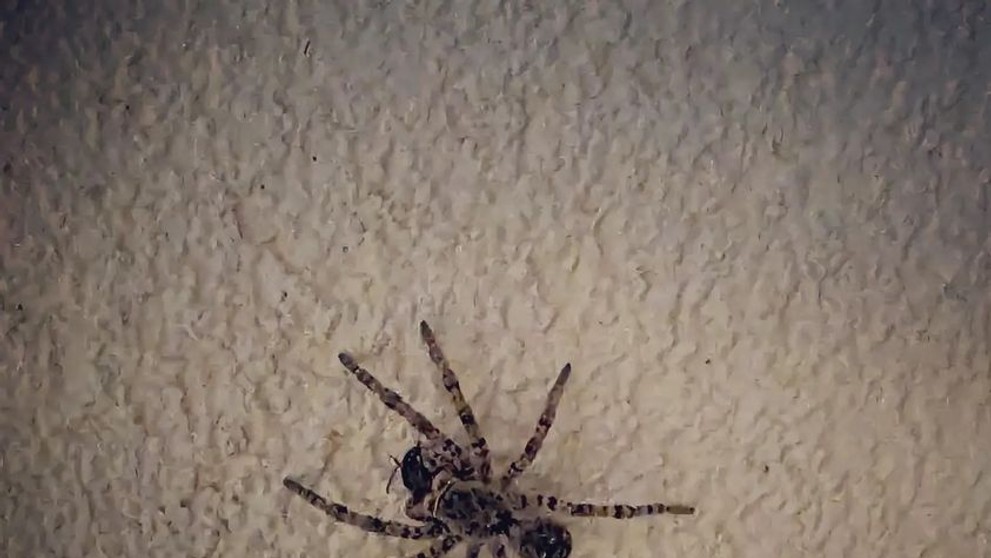 Strehúň škvrnitý