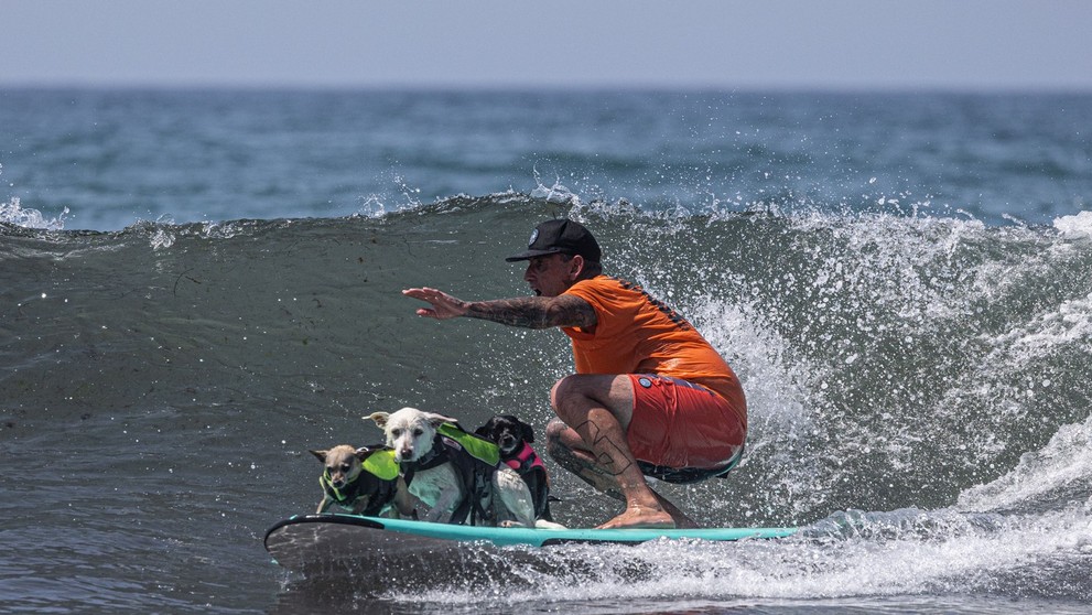 Surferské psie preteky.