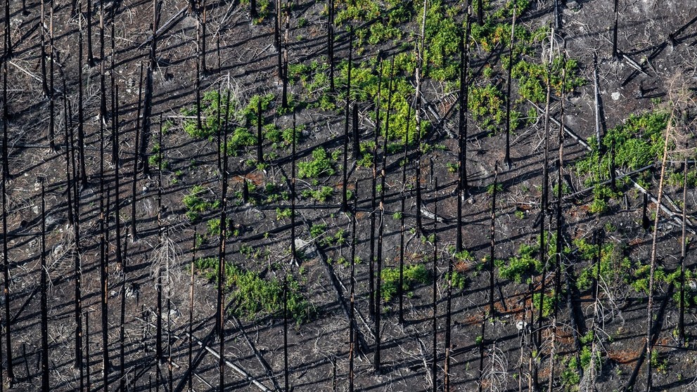 České Švajčiarsko rok po požiari