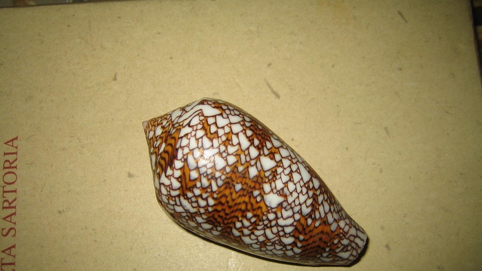 homolica sieťkovaná (lat. conus textile)