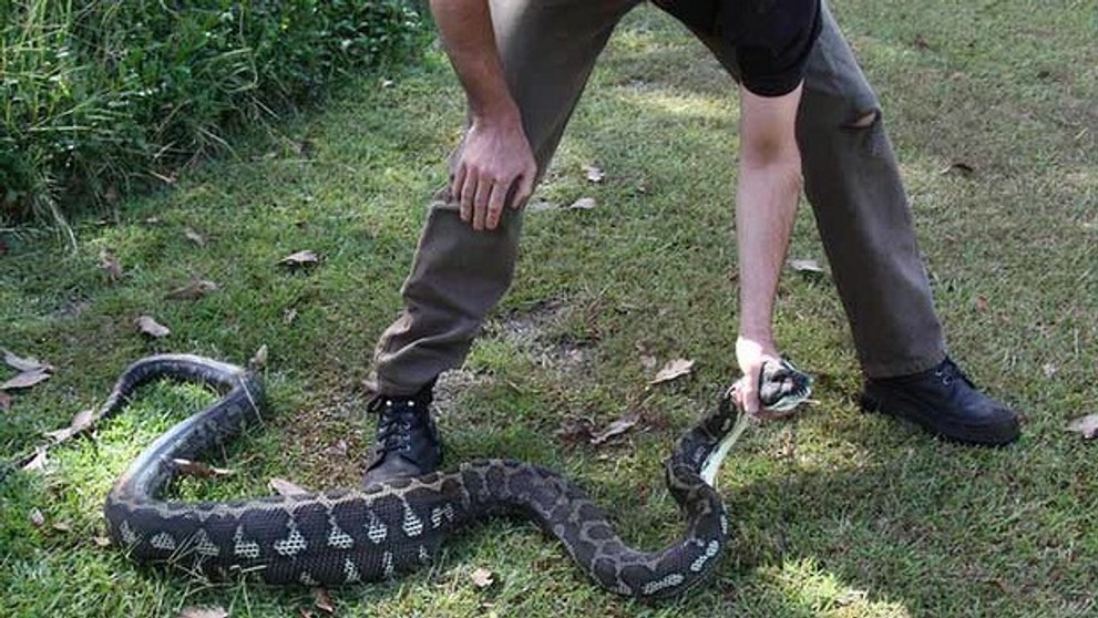 Pytón zožral psa priamo v búde