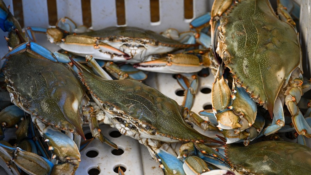 Krab modrý (lat. Callinectes sapidus).