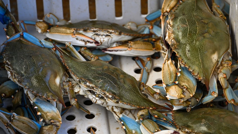 Krab modrý (lat. Callinectes sapidus).