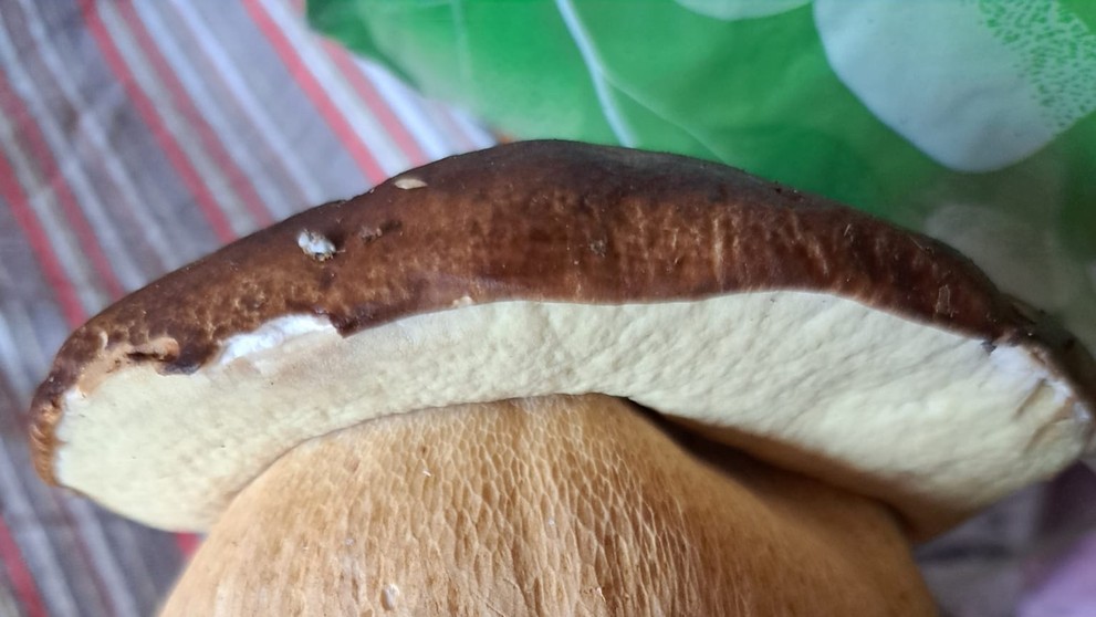 Tento valibuk patrí Júliusovi Mikušovi, ktorý ho našiel pri Bánovciach nad Bebravou.