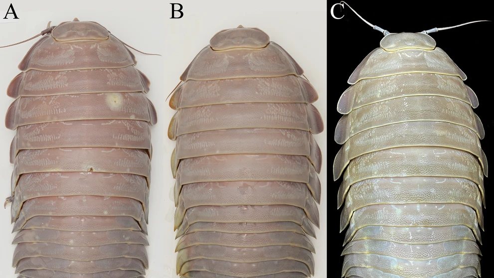 Bathynomus vaderi