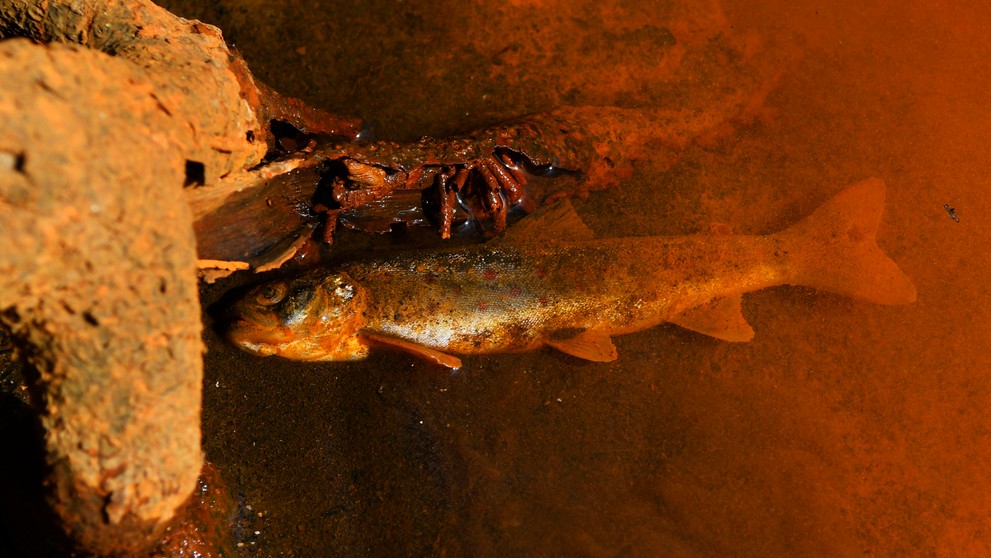 Na snímke uhynutý pstruh potočný v znečistenej rieke Slaná v katastri obce Betliar, lokalita Nižná Maša. Betliar 17. marca 2022.