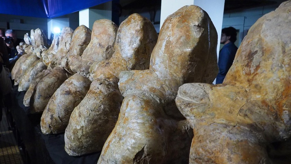 Stavce prehistorickej veľryby.