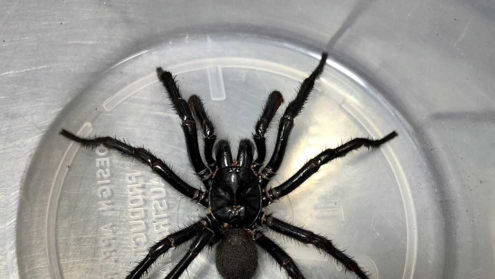 Najväčší austrálsky pavúk Atrax chistenseni.
