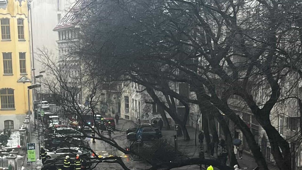Na Grosslingovej ulici sa zrútil mohutný strom
