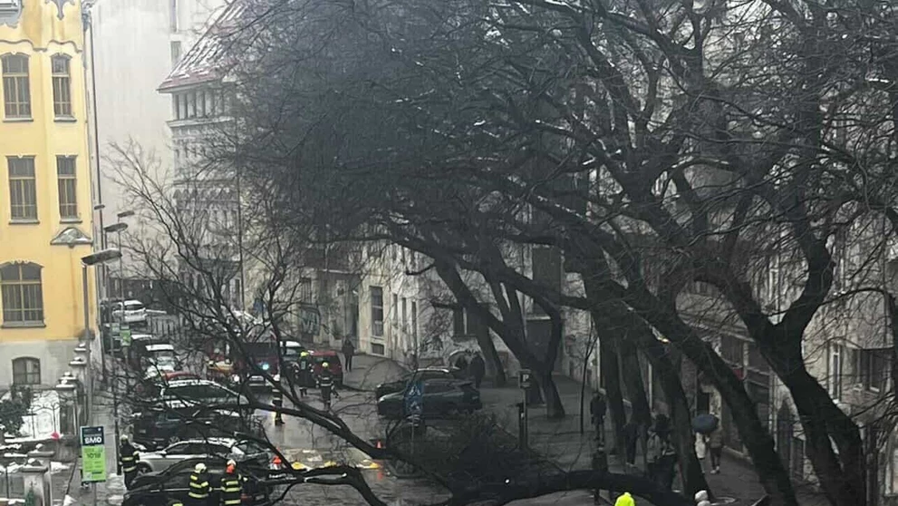 Na Grosslingovej ulici sa zrútil mohutný strom