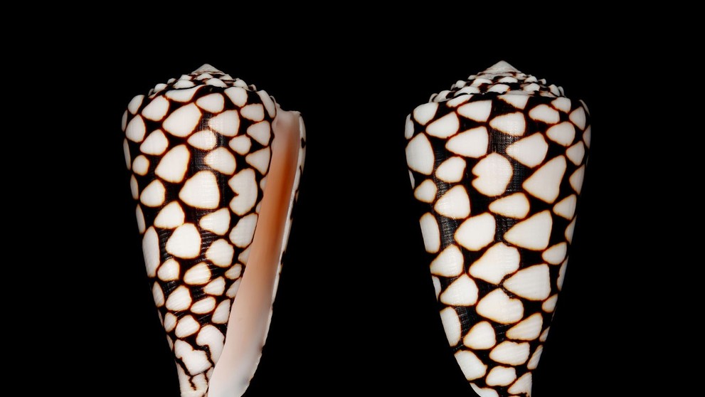 homolica mramorovaná (lat. Conus marmoreus)