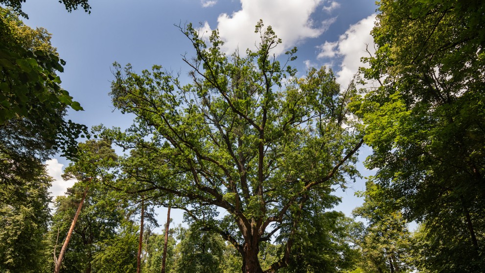 Víťaz ankety Strom roka 2023