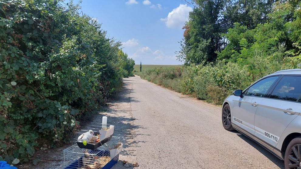Nitriansky útulok zachraňoval z horúcich klietok zajace