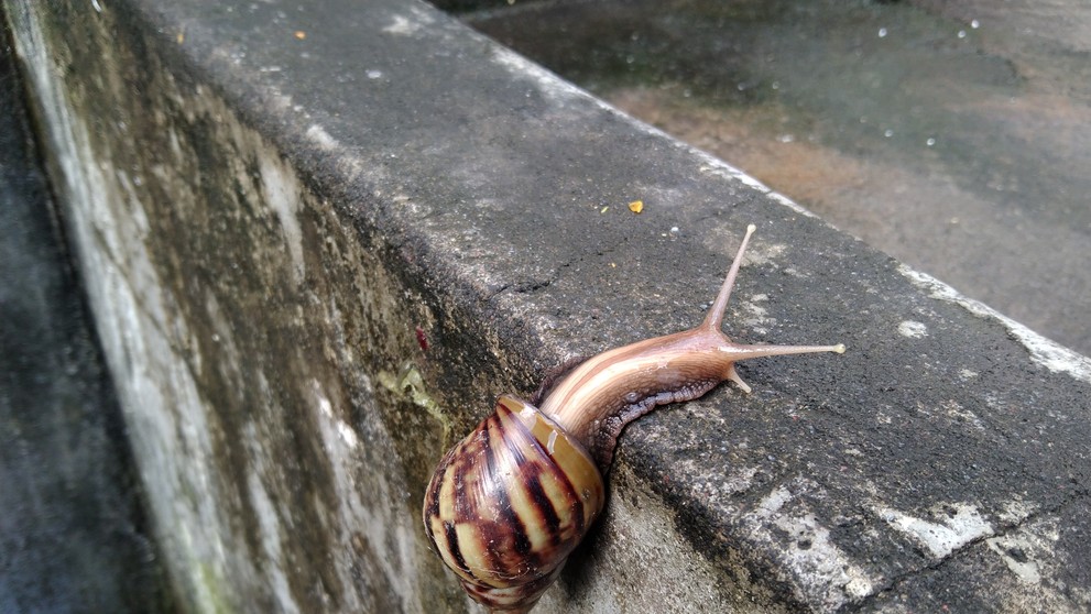 Oblovka žravá (Lissachatina Fulica)