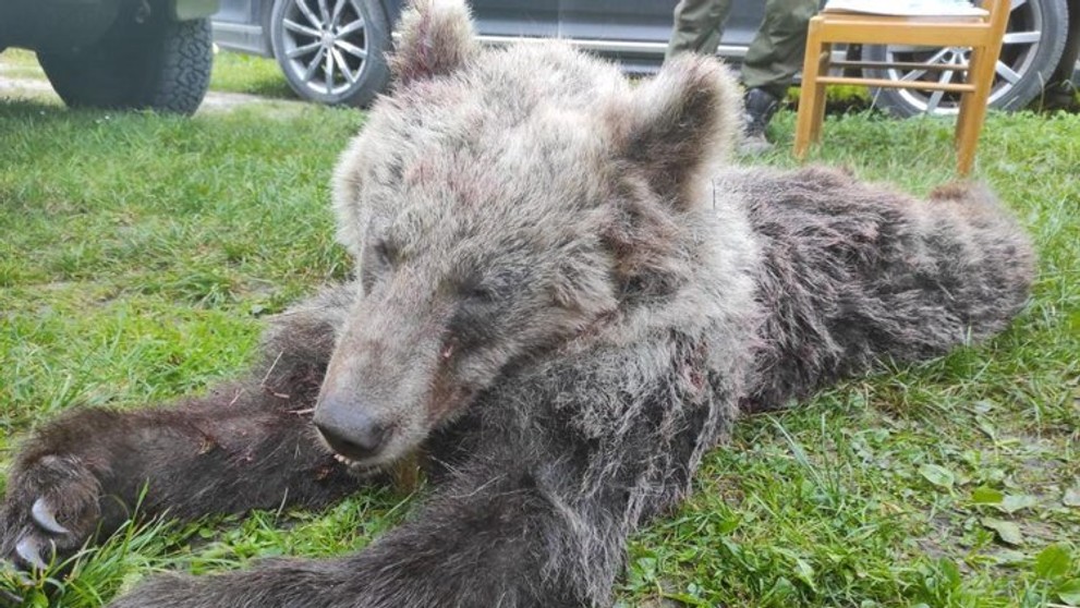 Medveďa zrazilo auto.