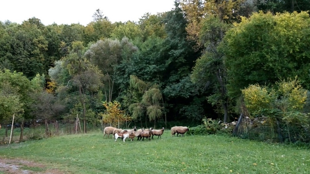 Baran napadol ženu.