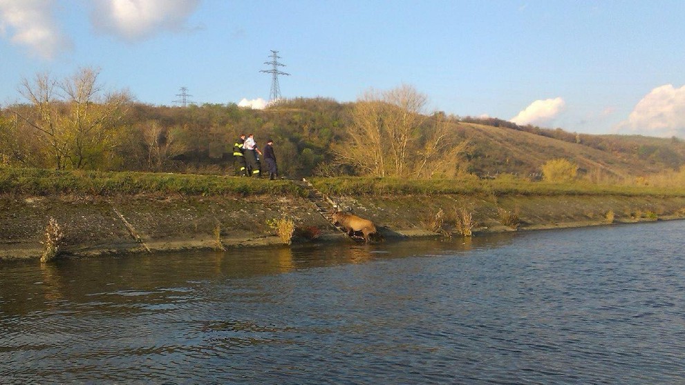 Hasiči zachránili majestátne zviera uviaznuté v rieke