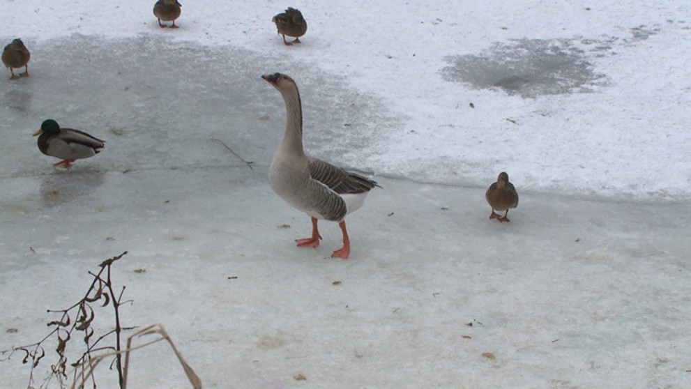 Hus africká na Toryse.
