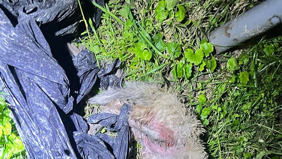 Týraný pes z Dunajskej Stredy