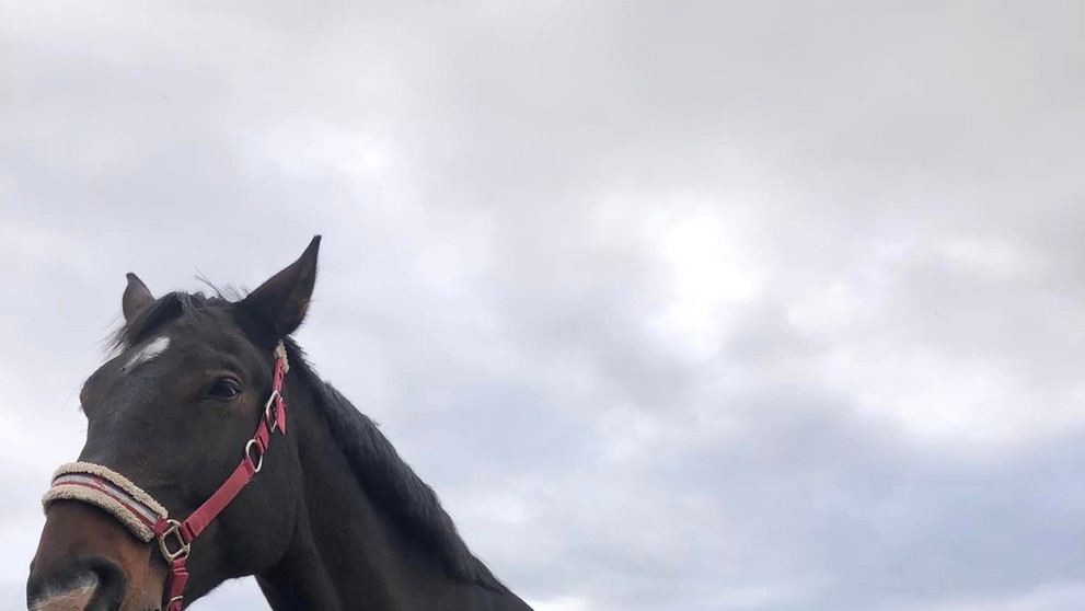 Jazdecká škola v Závadke.