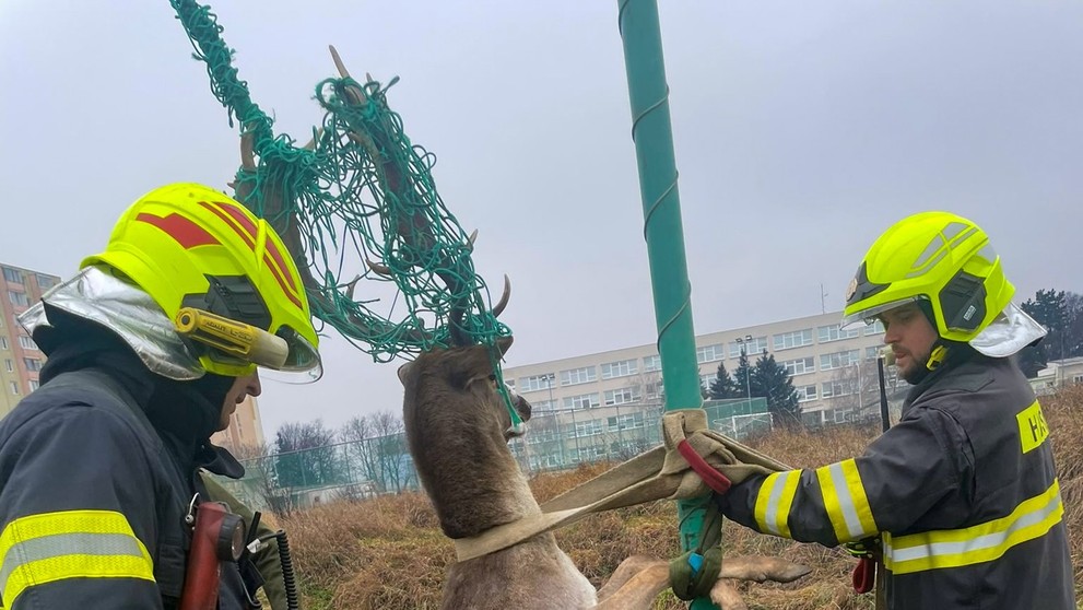 Hasiči zachraňovali zviera