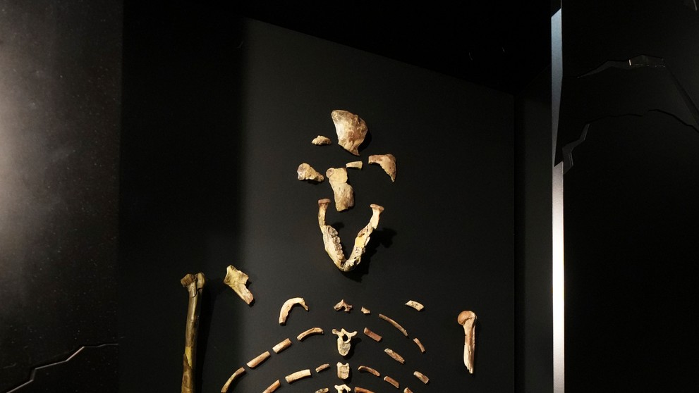 Zarámované 3,2 milióna rokov staré fosílie hominida „Lucy“ počas otvorenia výstavy v Národnom múzeu v Prahe.