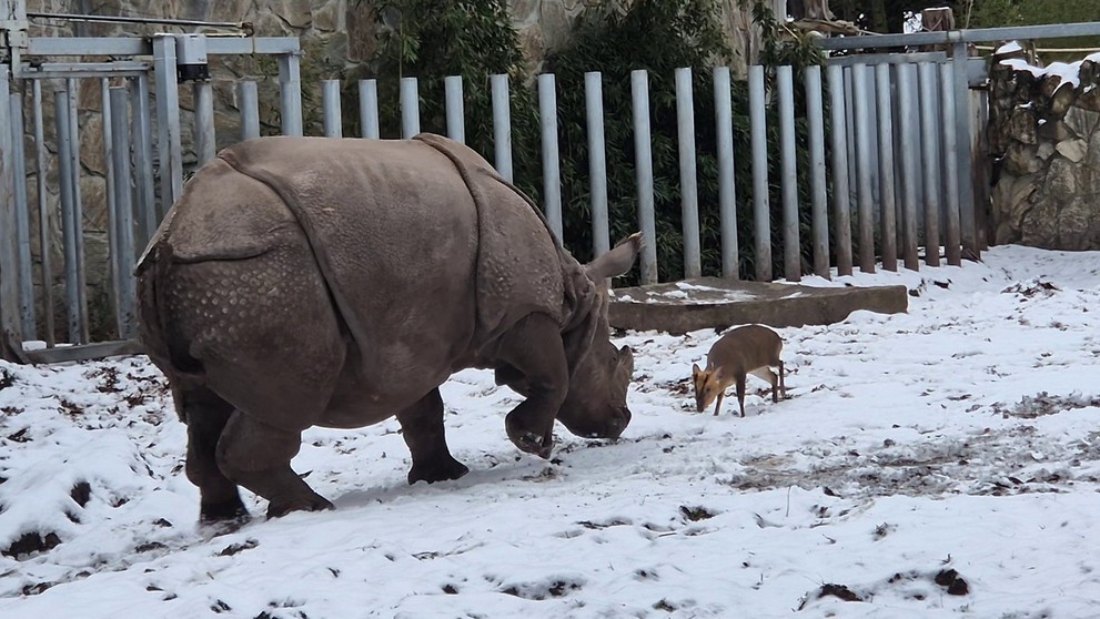 Muntiak vyzval na súboj nosorožca.