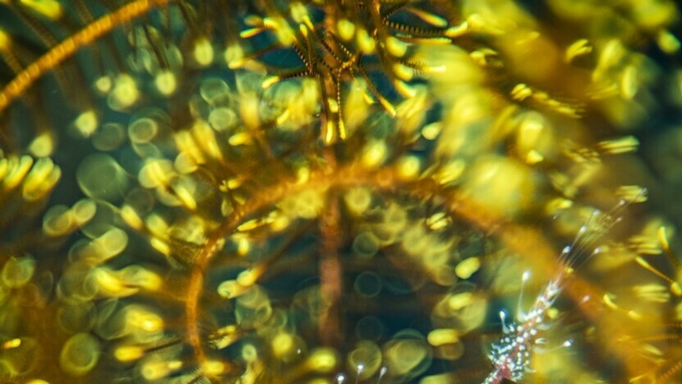 Víťazom v kategórii Umenie prírody je Alex Mustard z Veľkej Británie, ktorý zachytil morskú ihlu (Solenostomus paradoxus).