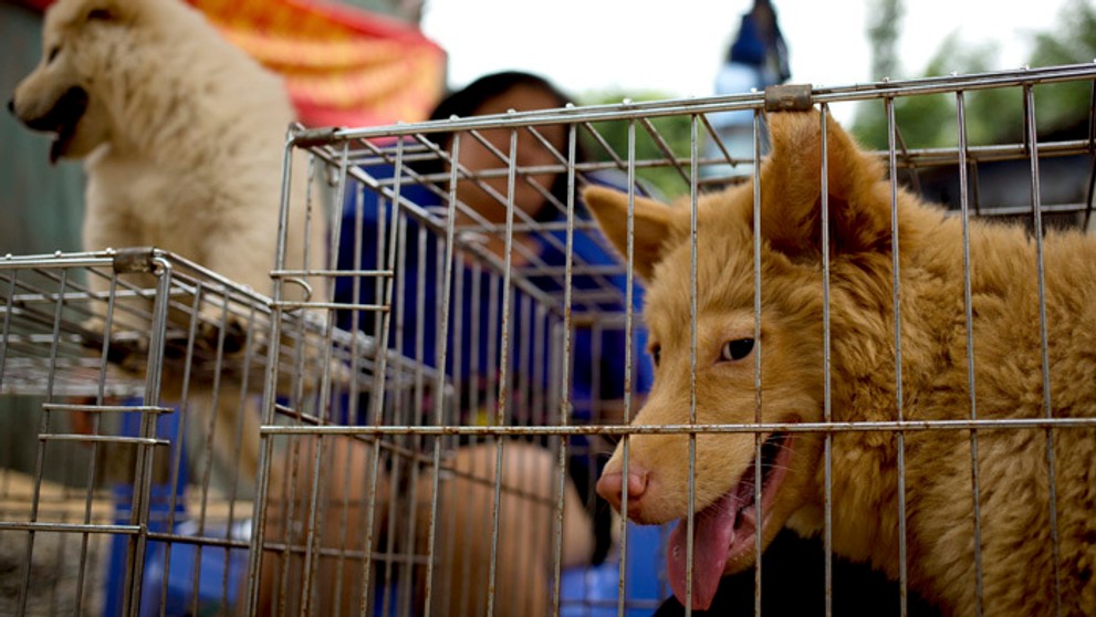 Festival psieho mäsa.