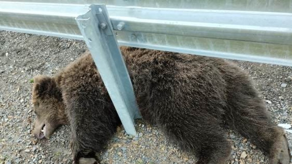 Neďaleko Hybe pod kolesami auta zahynul ďalší medveď