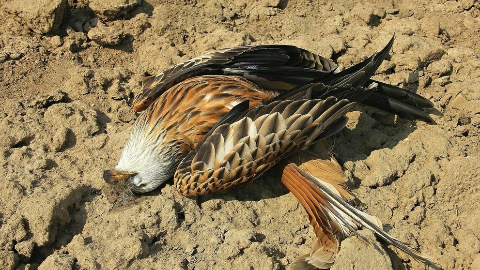 Uhynutý dravec pri Holíči.