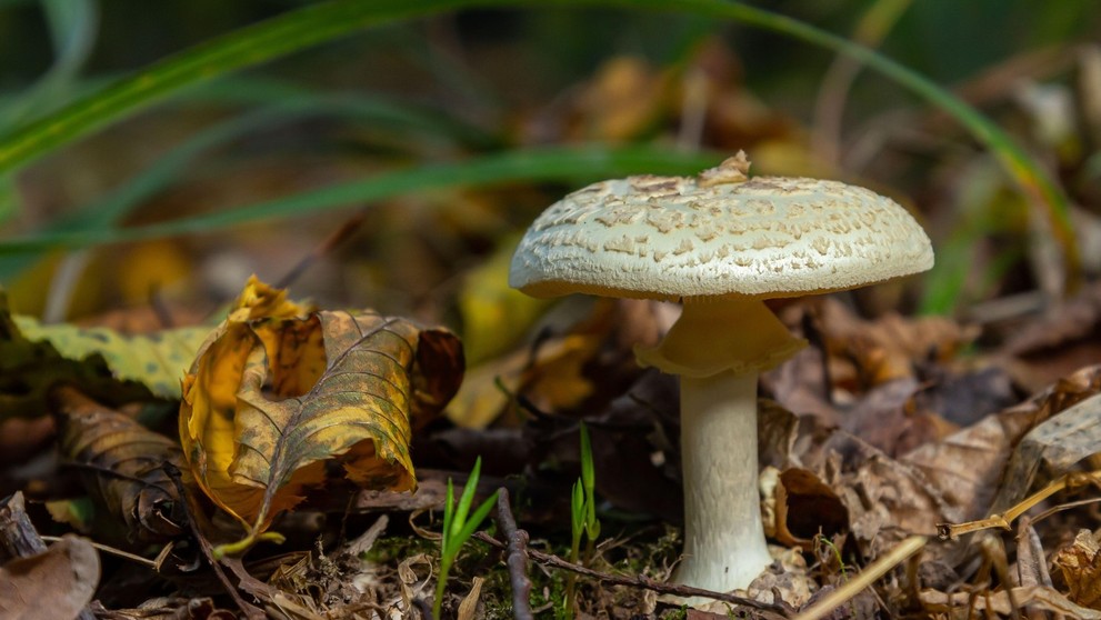 muchotrávka zelená (Amanita phalloides)