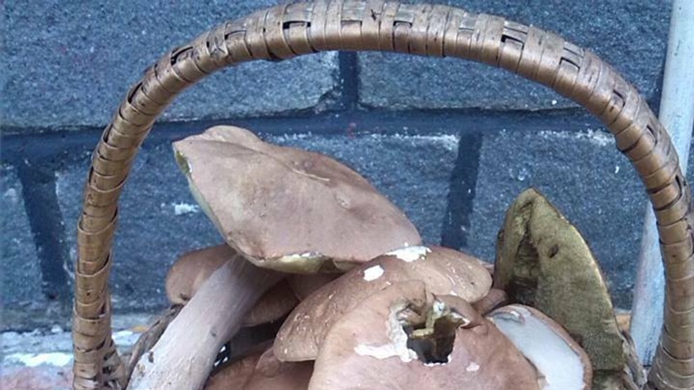 Hubárska sezóna v bardejovskom okrese.