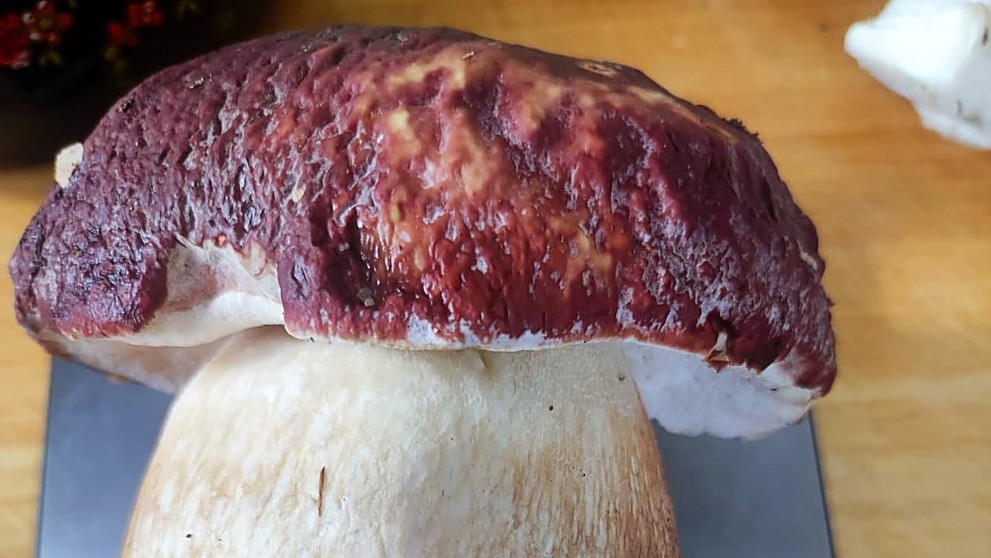 Krásny polkilogramový hríb dubový z Martina od Milana Košarišťana