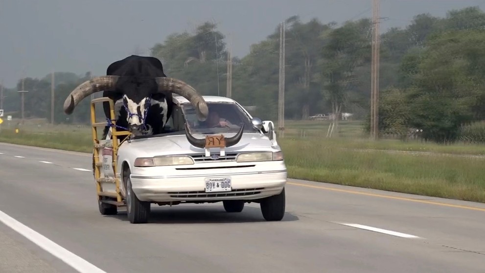 Býk pasažierom v aute.