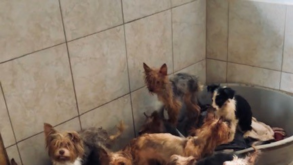 Psov držala v katastrofálnych podmienkach.