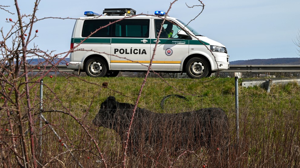 Býk na diaľnici D2.