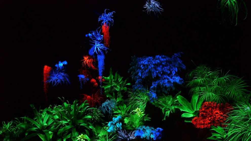 Svietiace rastliny v Košiciach.