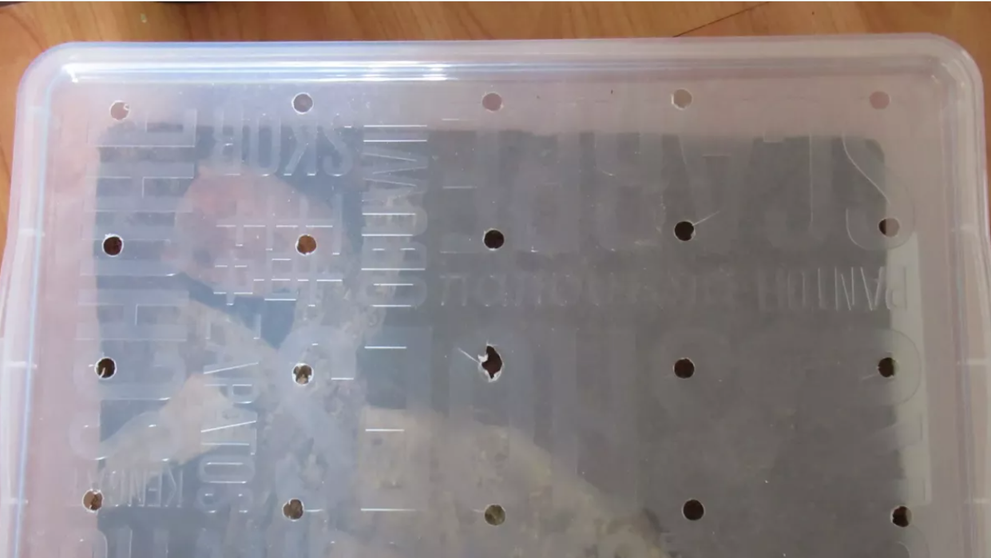 Na Liptove utiekli dva jedovaté škorpióny titius serrulatus.