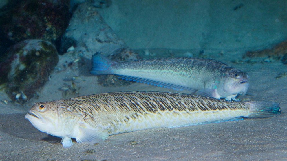 bodavec veľký (lat. Trachinus draco)