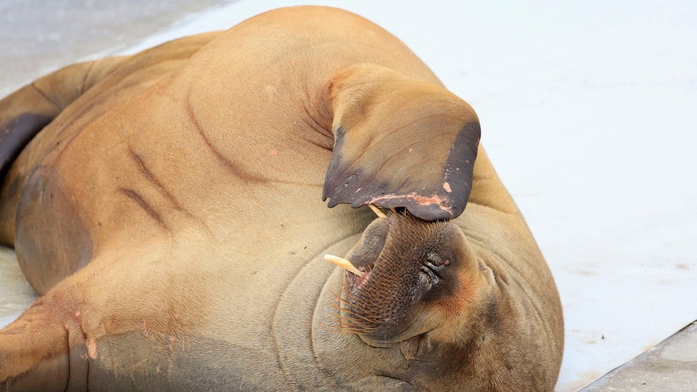 Mrožica si veľkomesto užívala