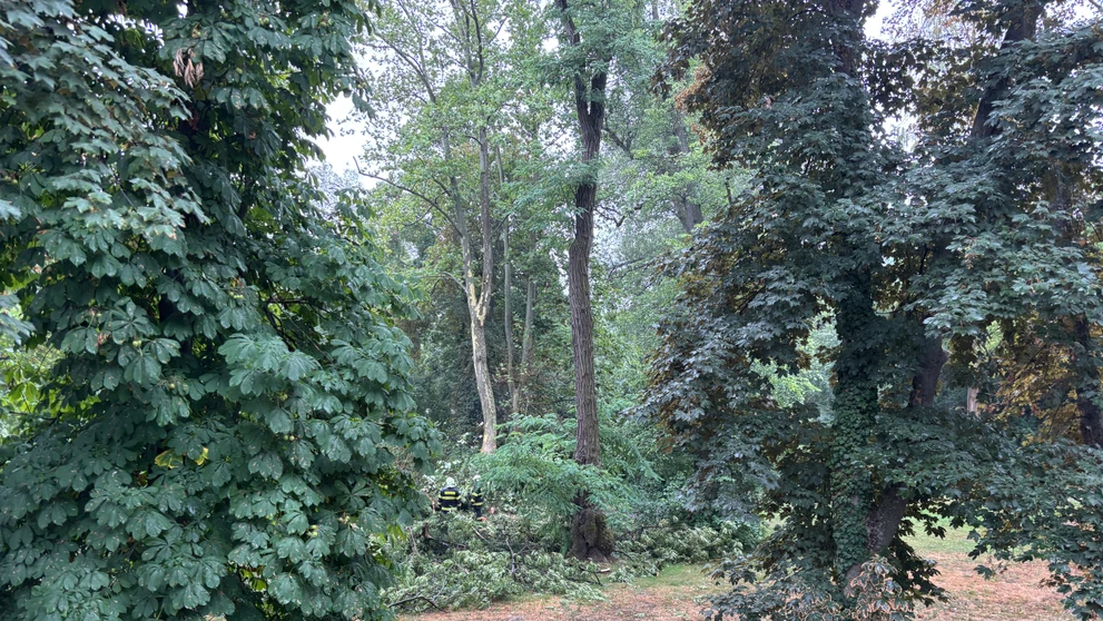 Vietor narobil škody v Sade Janka Kráľa v Bratislave.