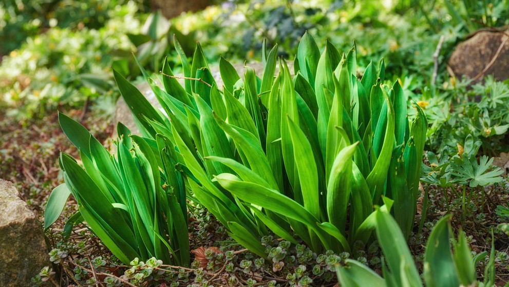 Jesienka obyčajná (colchicum autumnale).
