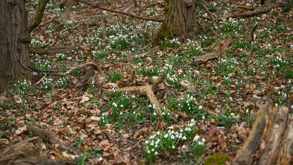 V Bratislave kvitnú snežienky.