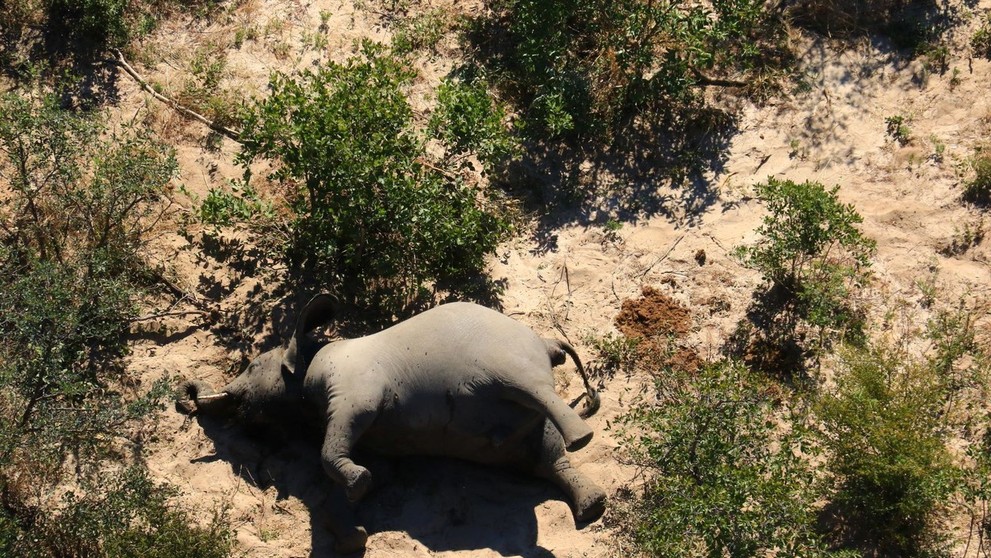 Uhynutý slon v Botswane.