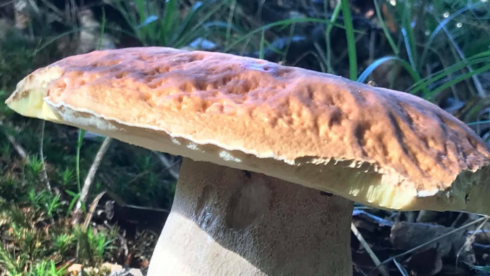 Tieto dubáky Martina Petráša vyzerajú ako dva koláče.