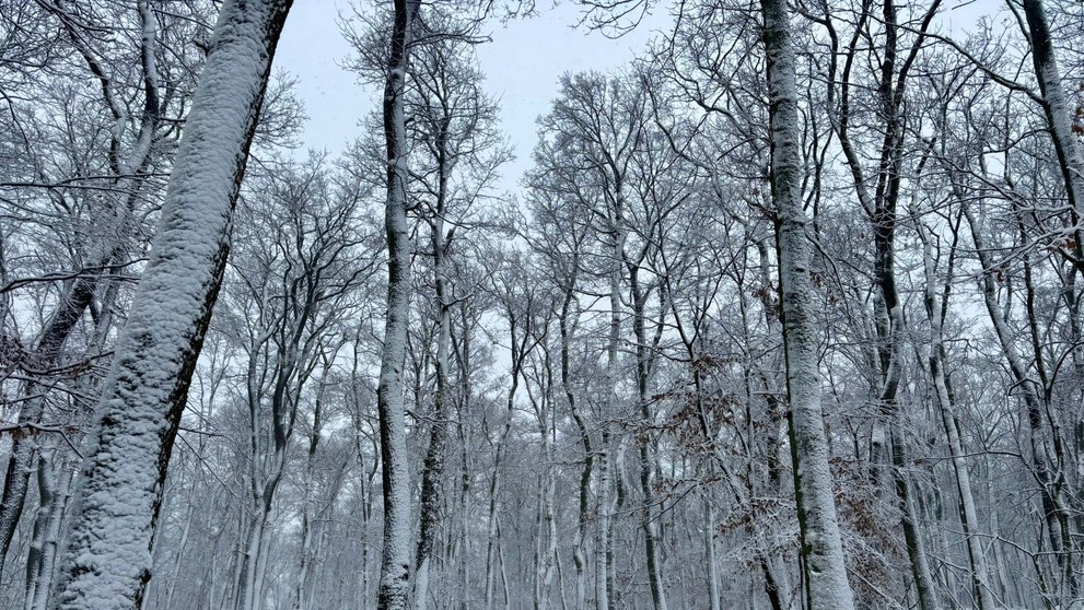 Bielej pokrývky sa dočkali aj lesy.